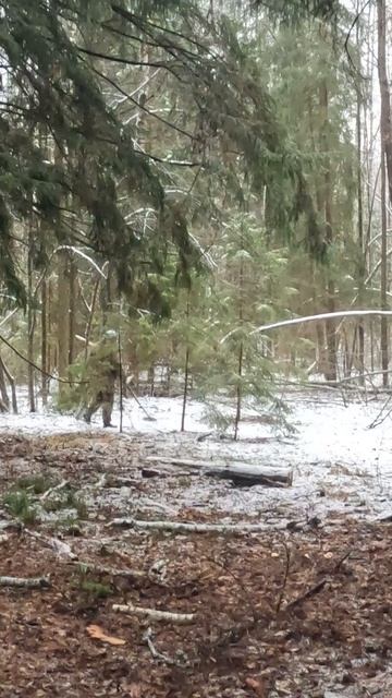 Лесной коп зимой #shorts #леснойкоп #winterforest  #metaldetecting #другаяжизнь