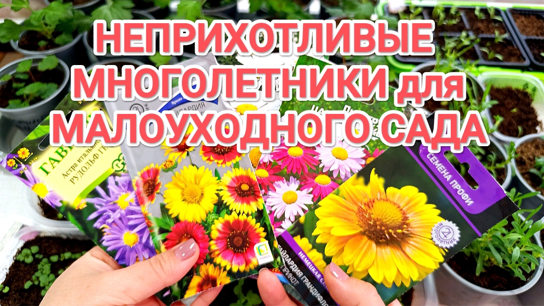 СЕМЕНА ЦВЕТОВ НА НОВЫЙ СЕЗОН 2026 // НЕПРИХОТЛИВЫЕ МНОГОЛЕТНИКИ ДЛЯ САДА смотреть онлайн