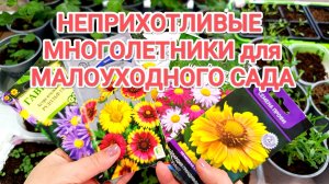 СЕМЕНА ЦВЕТОВ НА НОВЫЙ СЕЗОН 2026 // НЕПРИХОТЛИВЫЕ МНОГОЛЕТНИКИ ДЛЯ САДА