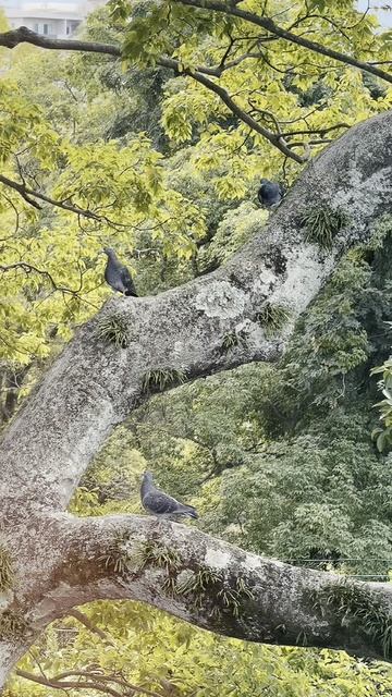 Фукуока, Япония