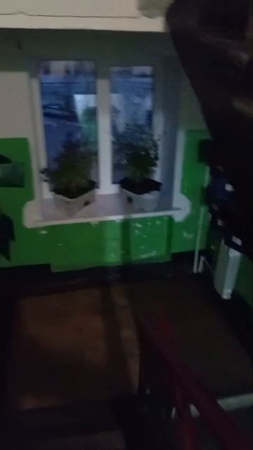 петуньи в зиму 25\26 в подъезде, Заполярье