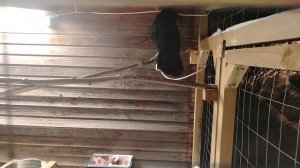 Ворон Гриша 29 января, с праздником