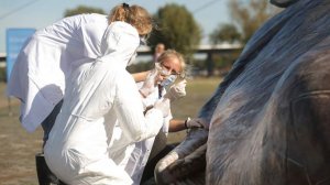 Четыре кашалота выбросились на берег в Дании