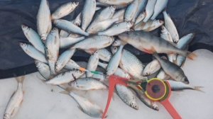 Маленько порыбачил на мормышку с мотылем🎣 Наживка мотыль и тесто. Прикормка Стерля (Сыр).