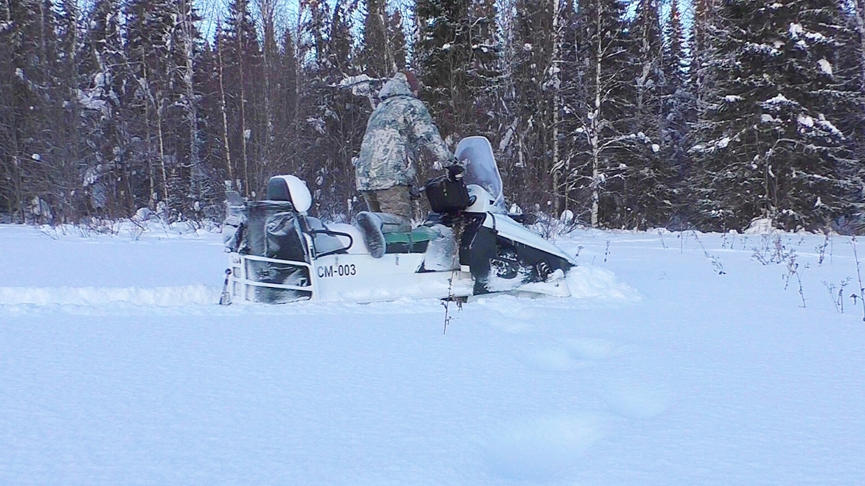 КАК ОПРЕДЕЛИТЬ КУДА ШЁЛ ЛОСЬ ПО СНЕГУ? / ЕСТЬ ТОЛЬКО ОДИН ПРОСТОЙ СПОСОБ. смотреть онлайн