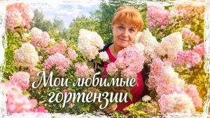 Мои любимые ГОРТЕНЗИИ | Бесконечное лето, Ванилла Фрейз и другие