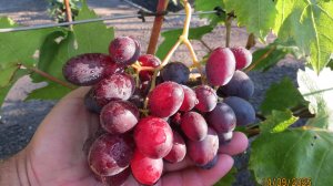 14.09.2025. Виноградный винегрет (из сигналок) на даче Сергея Дьякова (Часть 2).