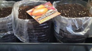 Лук посев. Не меняю прошлогодний способ. 20.02.26