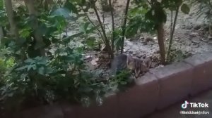 СЕМЬЯ КОТИКОВ