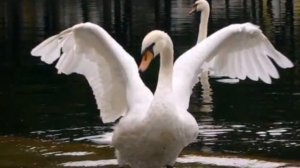 любовь Игорь Приданников