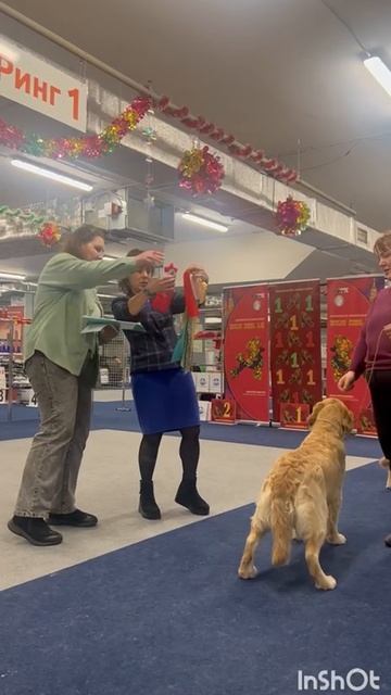 Выставка собак 
