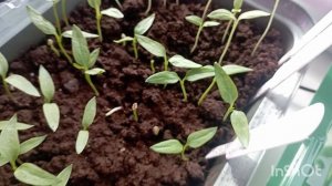 рассада на подоконнике в домашних условиях/подкормила по листу