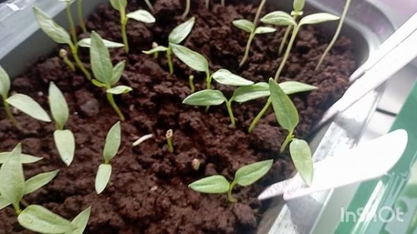 рассада на подоконнике в домашних условиях/подкормила по листу