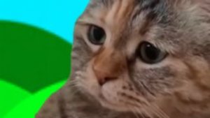 Я снял видео про всех видов спрунки.