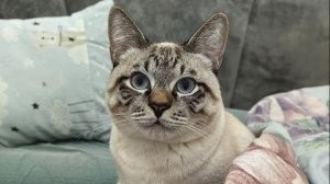 Медовый Тигр Сапфир Меколь