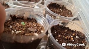 Обзор всех моих растений ,на стеллаже и окне.🌱☘️