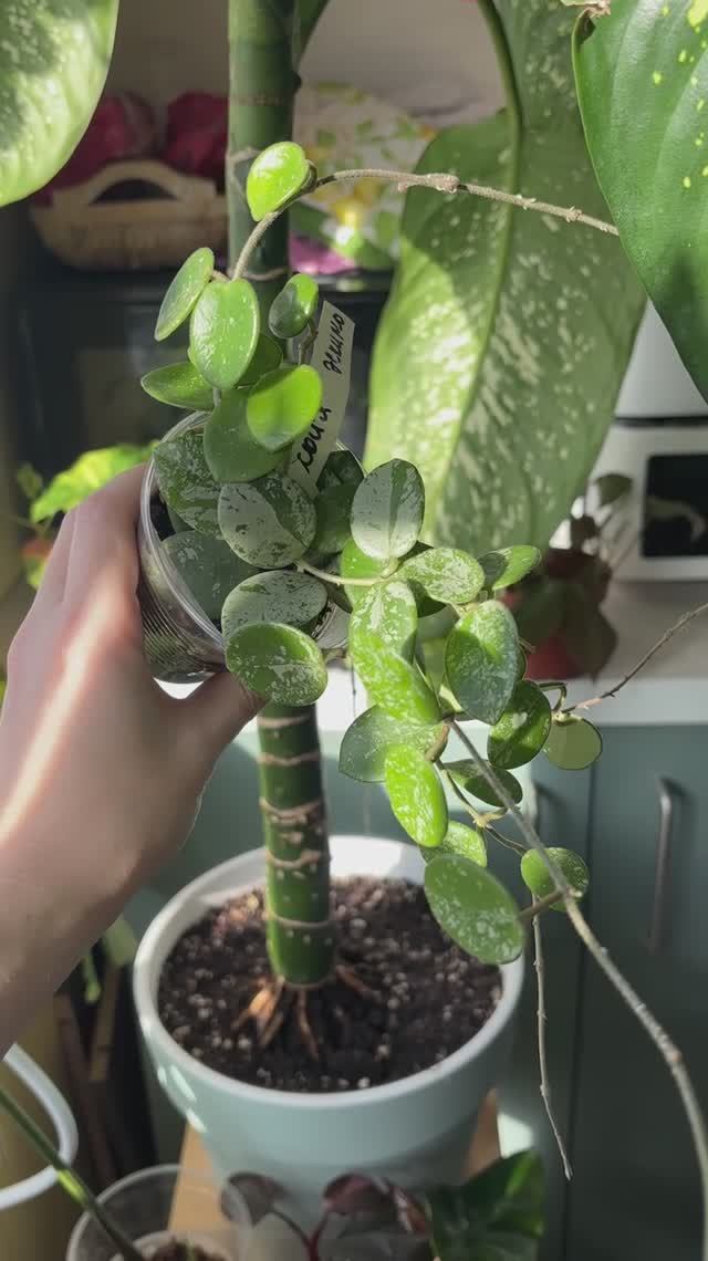 Хойя Матильда Эскимо | Hoya Mathilde Eskim — как выглядит сорт(обзор растения)