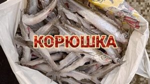 Корюшка 2026 на Финском заливе