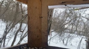 УТРО С СИНИЦАМИ 🐦02.26