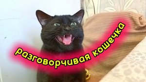 разговорчивая кошечка
