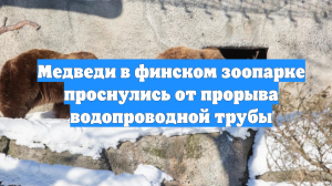Медведи в финском зоопарке проснулись от прорыва водопроводной трубы