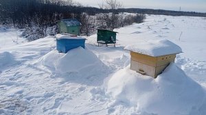 Зимовка пчëл в Новгородской области🐝🐝🐝