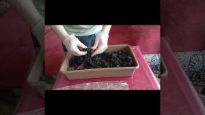 Домашние шампиньоны с маркетплейса.