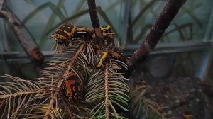 Бронзовки. Африканская бронзовка. Трёхпятнистая бронзовка. Московский зоопарк