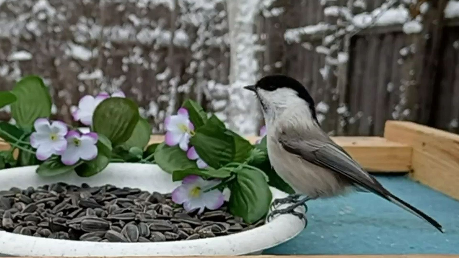 Буроголовая Гаичка посещает кормушку