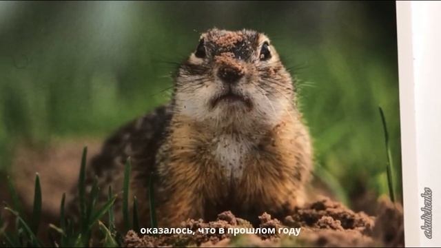 ПЕРВОЗДАННАЯ РОССИЯ Как тесен Мир