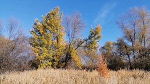 Золотая ОСЕНЬ в КУЗЬМИНОВКЕ...