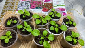 Петуния на пятый день после первой подкормки.