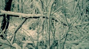 Зимний сон, Ф.Михеенко