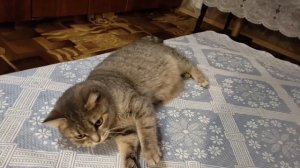 Кошечка Барса любит играть с наушником