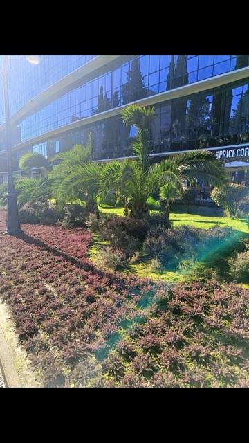 21-02-2026 А в Сочи уже весна.