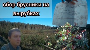 Сбор брусники на вырубках за п. Светлый 17,22 и 23.09.25 (часть3)