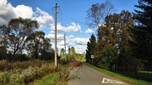 Вдоль дороги...