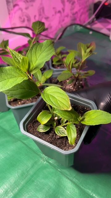 Укорененные черенки гортензии #черенкованиегортензии #цветы  #садоводничество