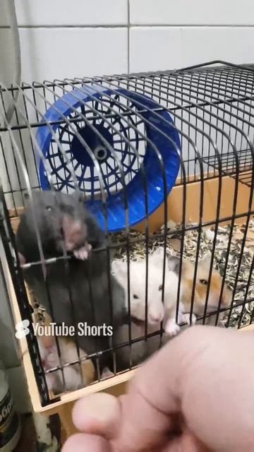 #Shorts Кормим попрошаек семечками