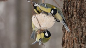 Синицы и жировой шарик. Зарисовка