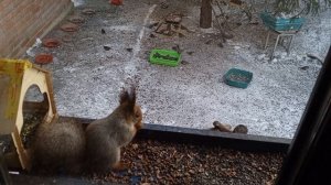 дятлов мало