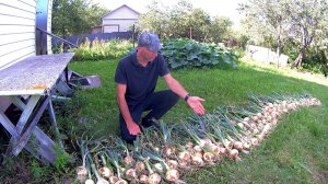 НАЧИНАЕМ СЕЗОН 2026. Сажаем ЛУК из СЕМЯН.