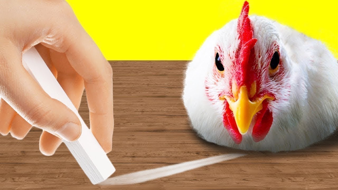 Вещи, Которые Гипнотизируют Животных смотреть онлайн