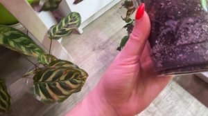 Что и как растет, чего нового.