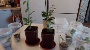 Бугенвиллея: у меня первая обрезка и укоренение черенков