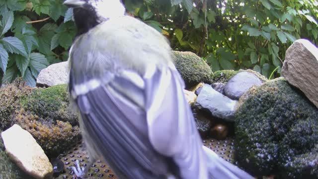 птицы 07.08.2024