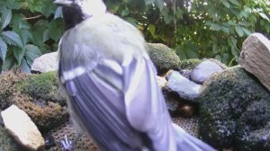 птицы 07.08.2024