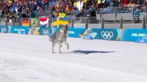 Зимняя Олимпиада в Италии 2026. Пёс легко покорил лыжную дистанцию и стал призером олимпиады!