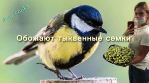 Фуд-корт для птичек