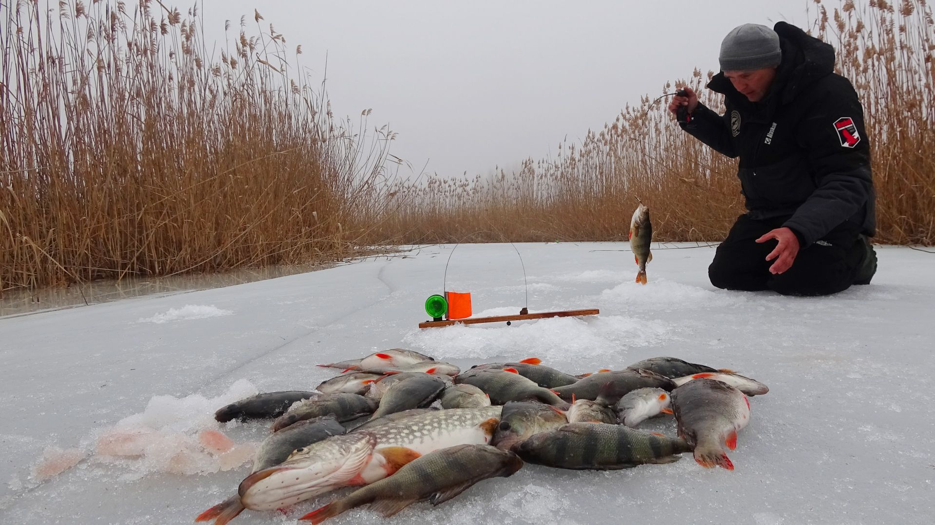 СПАСЕНИЕ ОРЛАНА! ПОСТАВИЛ ЖЕРЛИЦЫ В КАНАВЕ. МОЩНЫЙ ОКУНЬ ПОД КАМЫШОМ. Зимняя рыбалка на щуку. смотреть онлайн